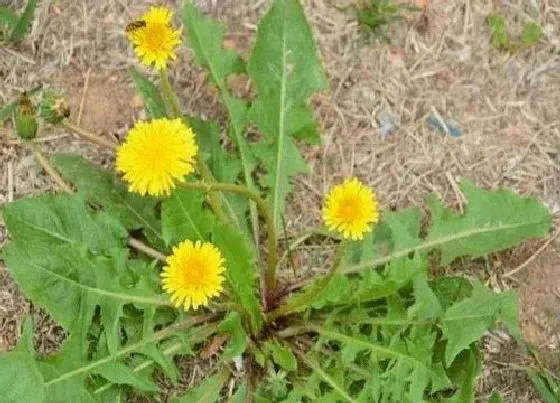 种植方法|蒲公英种植时间和方法