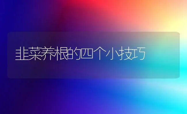 韭菜养根的四个小技巧 | 蔬菜种植