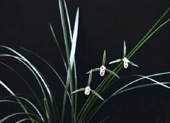 植物排行|常见的兰科植物有哪些