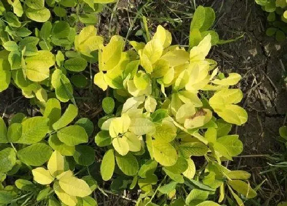 叶子发黄|花生叶片发黄原因和处理方法