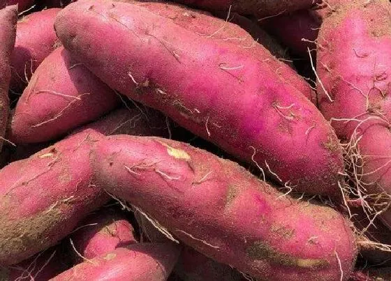 植物百科|紫心红薯和紫薯一样吗 营养、外形与口感有区别