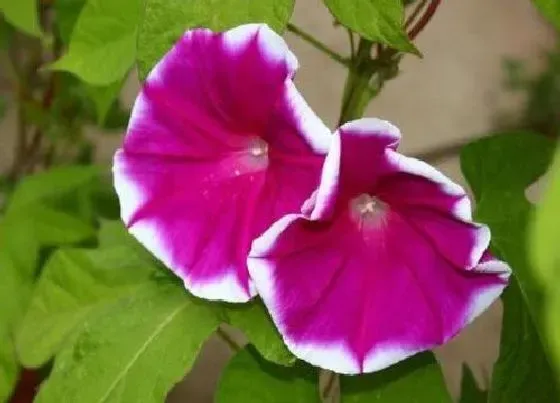 植物百科|美国大牵牛花是多年生吗