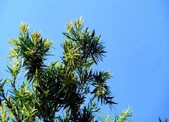 植物百科|相思树又叫什么树
