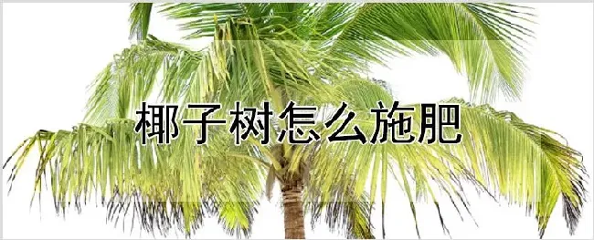 椰子树怎么施肥 | 自然知识