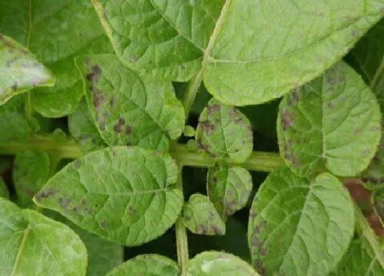 植物病害|土豆炭疽病发病原因及治疗方法