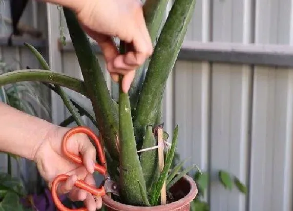 植物扦插|绿荟几月份扦插最好