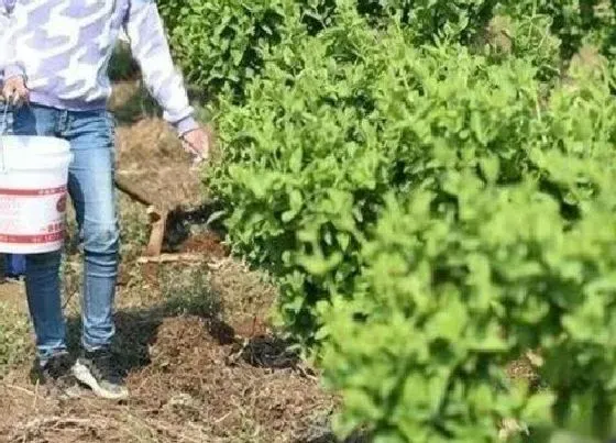 植物施肥|金银花浇什么肥料合适