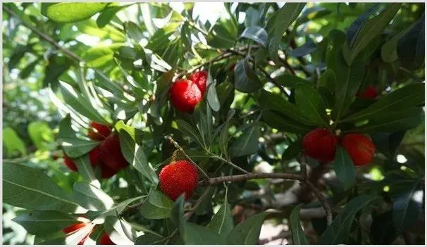 杨梅落花落果的原因及防治方法 | 种植病虫害