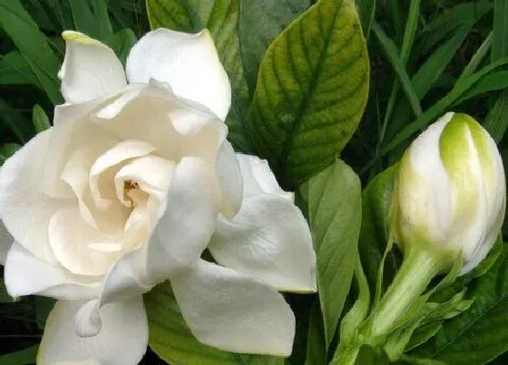 花语|栀子花花语和寓意 象征着什么含义
