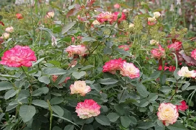 植物种类|丰花月季有哪些品种（大花浓香丰花又耐寒月季品种介绍）