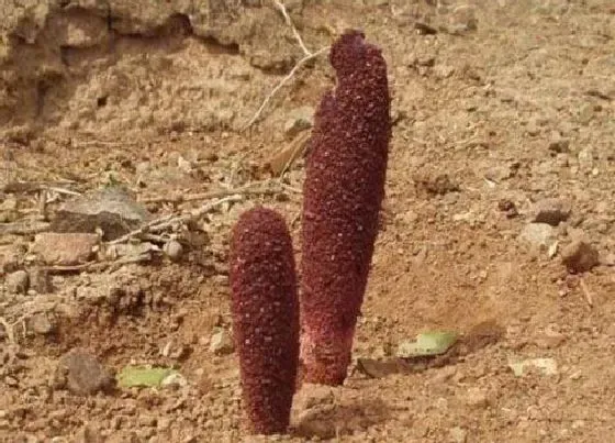 植物百科|锁阳属于什么植物类型