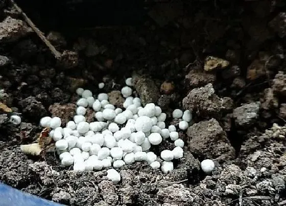 植物施肥|茶树用什么肥料好
