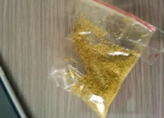 植物百科|伊乐藻有种子吗
