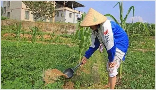 种植花生如何灌水?花生的科学灌溉方式介绍 | 种植技术