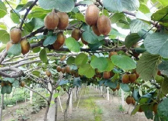 植物繁殖|猕猴桃怎么繁殖 繁殖时间和方法