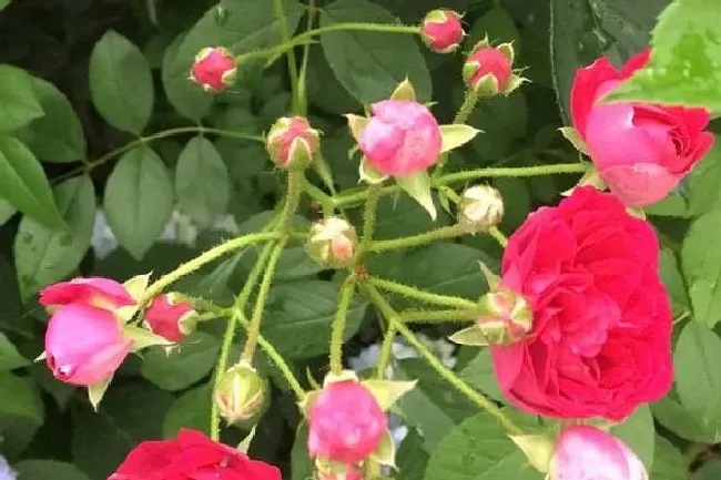 植物种类|丰花月季有哪些品种（大花浓香丰花又耐寒月季品种介绍）