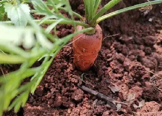 植物施肥|胡萝卜施什么肥最好