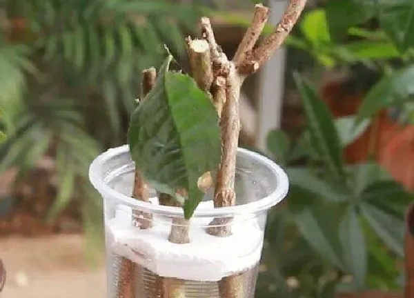 养殖方法|茶花可以用水养吗