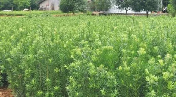 果实科普|罗汉松几月开花结果 什么时候开花结果