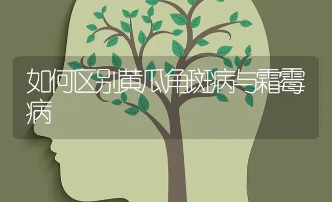 如何区别黄瓜角斑病与霜霉病 | 蔬菜种植