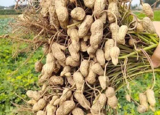 果实成熟|东北花生几月份收获