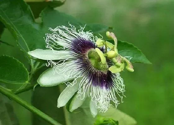 种植管理|百香果什么时候种植最好