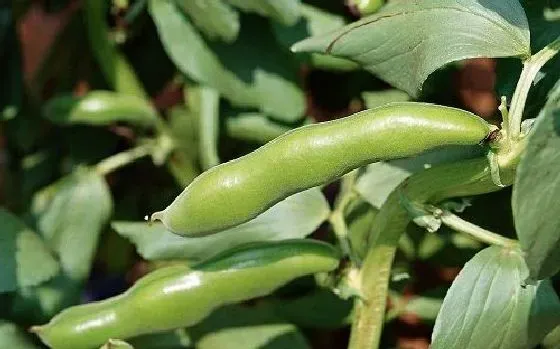 植物病害|蚕豆病毒病症状与防治方法