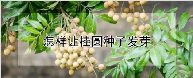 怎样让桂圆种子发芽 | 农业科普