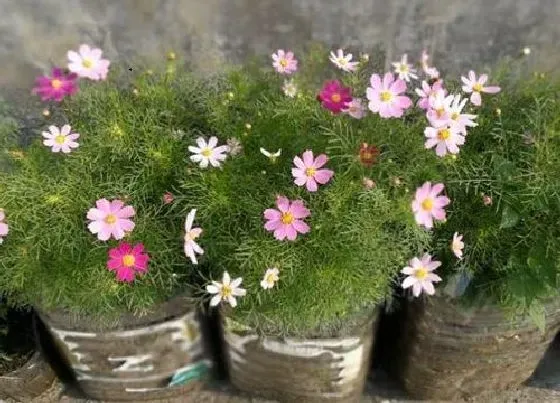 植物修剪|波斯菊幼苗徒长怎么办