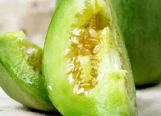 食用科普|甜瓜是热性还是凉性食物 甜瓜性温还是性寒