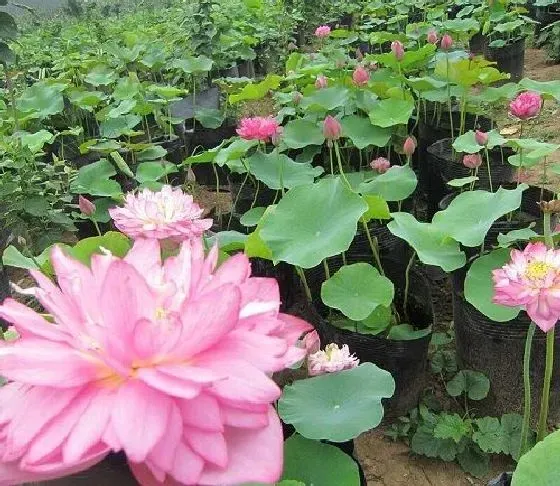 开花时间|家养莲花什么时候开花 开花月份与季节