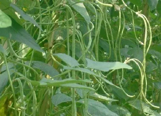 植物施肥|豆角用什么肥料效果好，种植豆角结果期需要什么叶面肥）