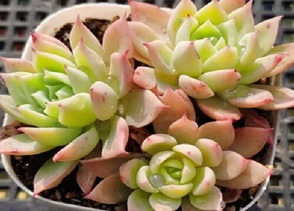 养殖科普|三色堇多肉怎么养出状态