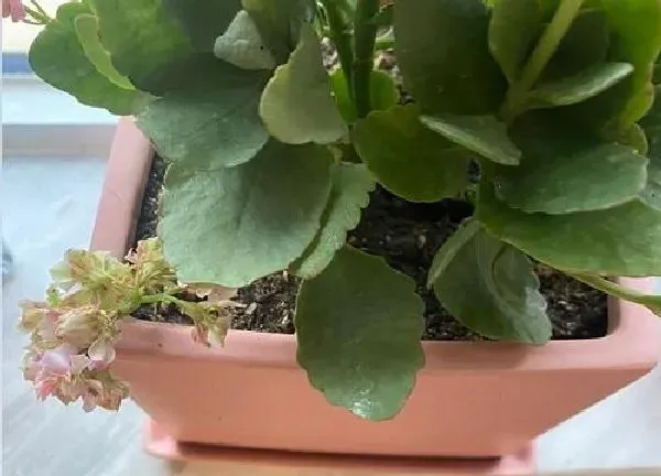 植物扦插|长寿花插枝能活吗 插枝时间和方法要点