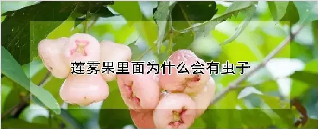 莲雾果里面为什么会有虫子 | 养殖技术