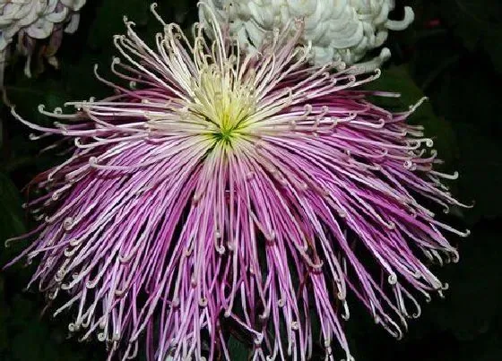 花期|菊花花期多长时间