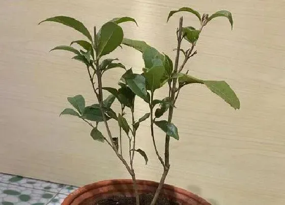 植物毒性|桂花有毒吗 能在家里养吗