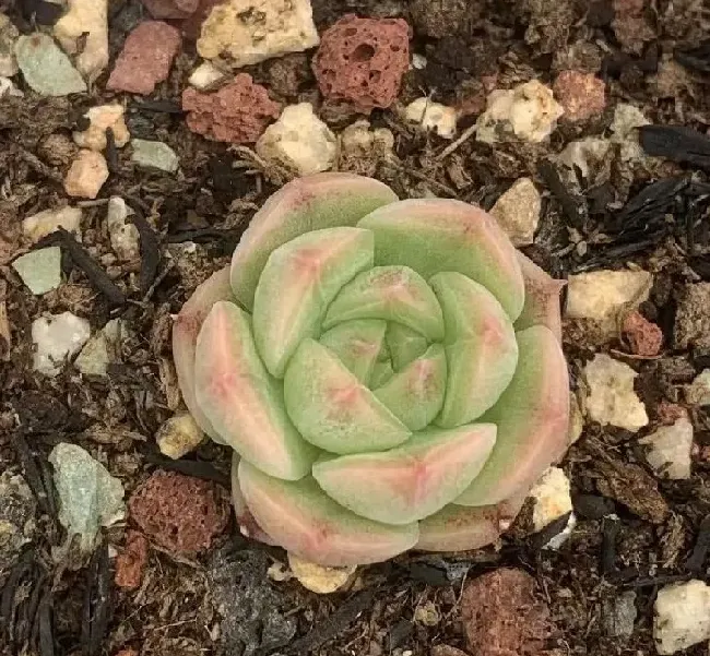 植物种类|多肉麦秆是什么品种植物（麦秆多肉到底是什么杂交的）