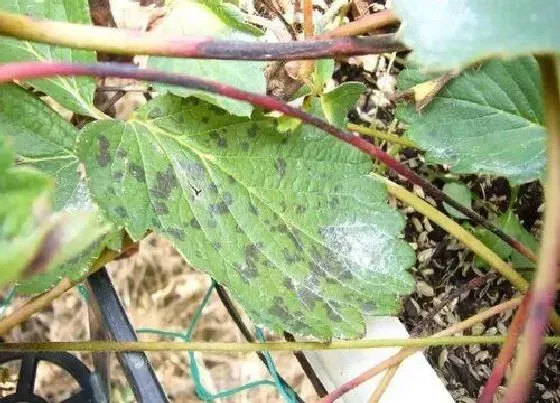 植物虫害|草坪病虫害防治技术与方法措施