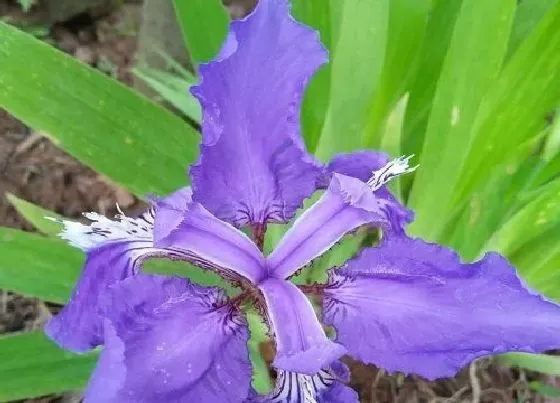 植物病害|鸢尾花叶病症状及防治方法