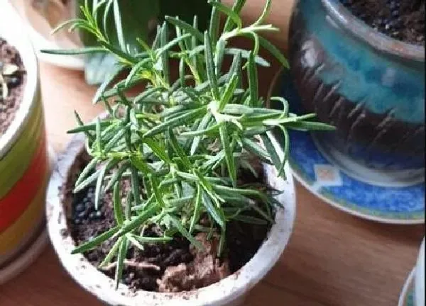 植物扦插|迷迭香怎样扦插繁殖