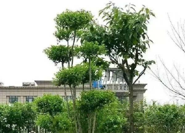 养殖科普|小叶女贞喜阴还是喜阳