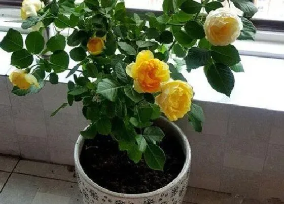 植物种类|金丝雀月季是藤本还是灌木