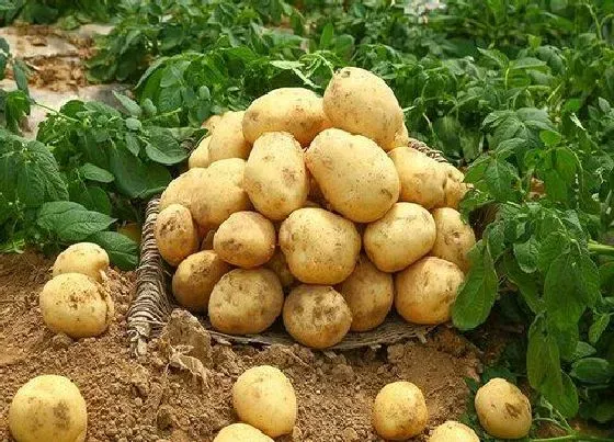 种植方法|土豆的种植方法步骤图片 马铃薯种植时间和方法