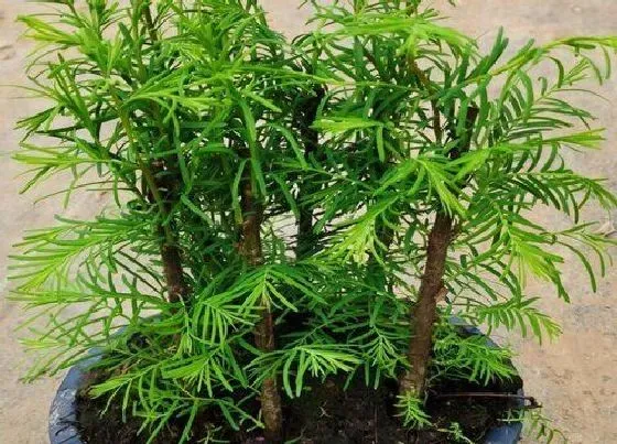 植物种类|落羽杉是裸子植物吗