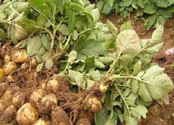 种植方法|土豆的种植方法步骤图片 马铃薯种植时间和方法