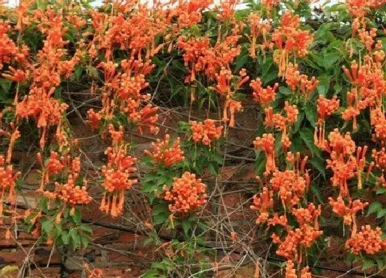 开花时间|炮仗花什么时候开花 几月份开花