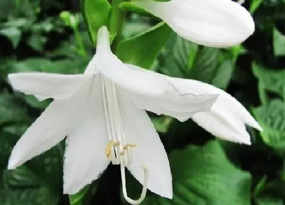 植物百科|玉簪花开花吗 开花什么样子