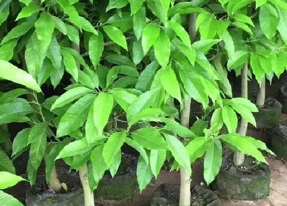 植物排行|夏天的植物有哪些