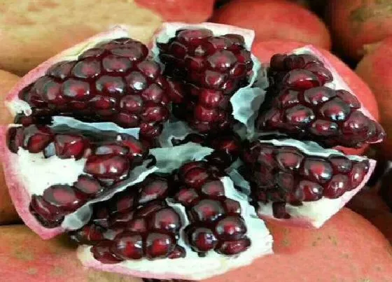 水果科普|石榴是什么季节的水果